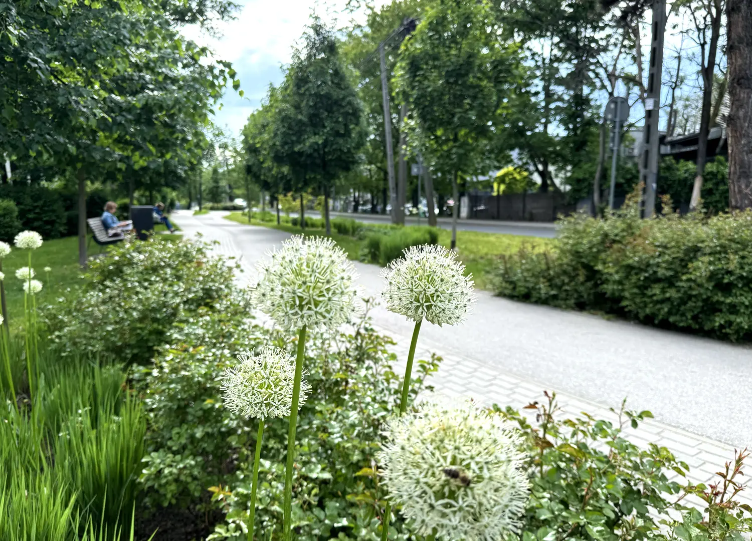 Młynówka Gardenia w pobliżu