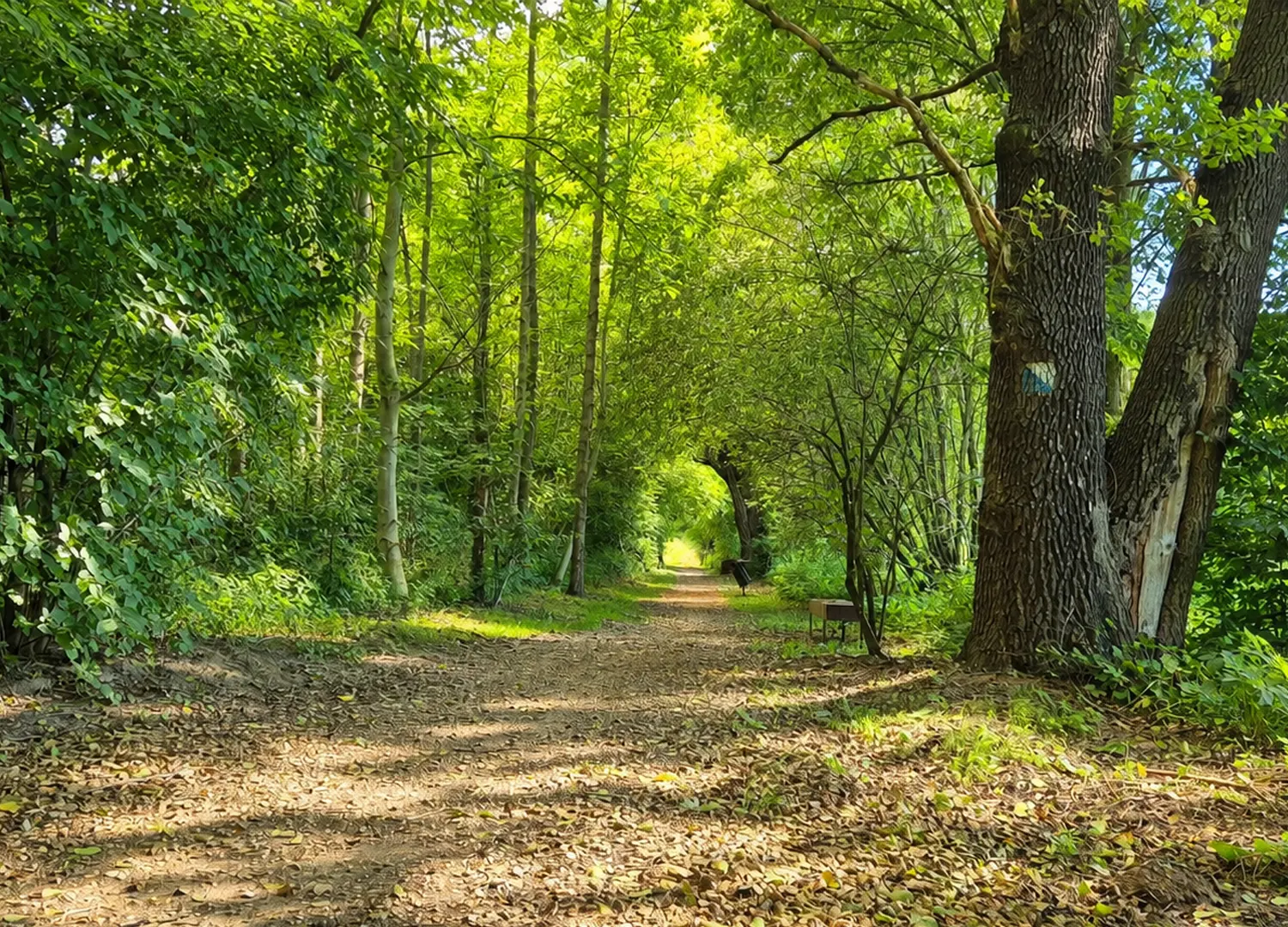 Stara Młynówka Gardenia Bryksy atuty wśród zieleni zieleń